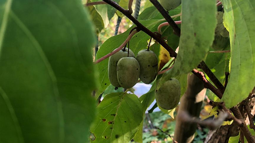 Der Naturgarten von Adele und Helmut Pirc (im Bild: Mini-Kiwis)