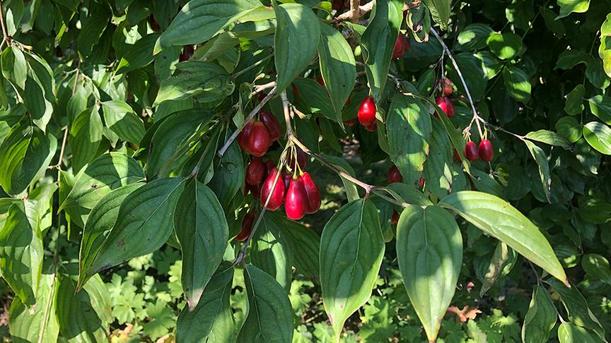 Der Naturgarten von Adele und Helmut Pirc (im Bild: eine Kornelkirsche)