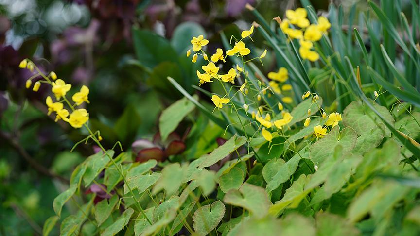 Im Garten von Gerda Schättle