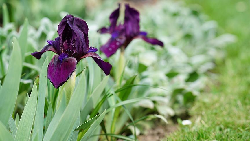 Im Garten von Gerda Schättle
