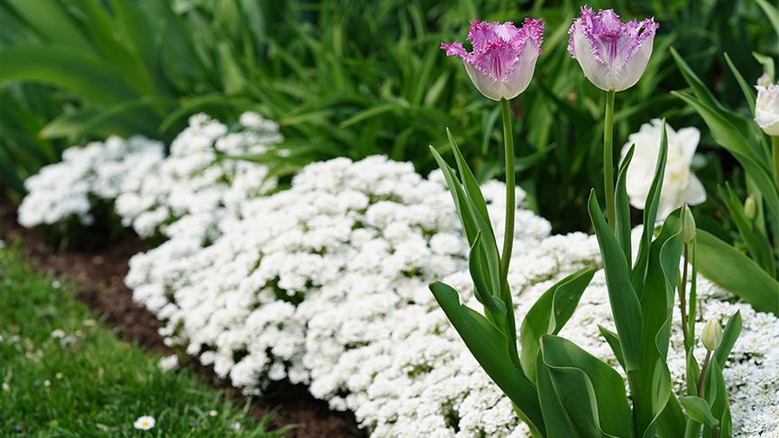 Im Garten von Gerda Schättle