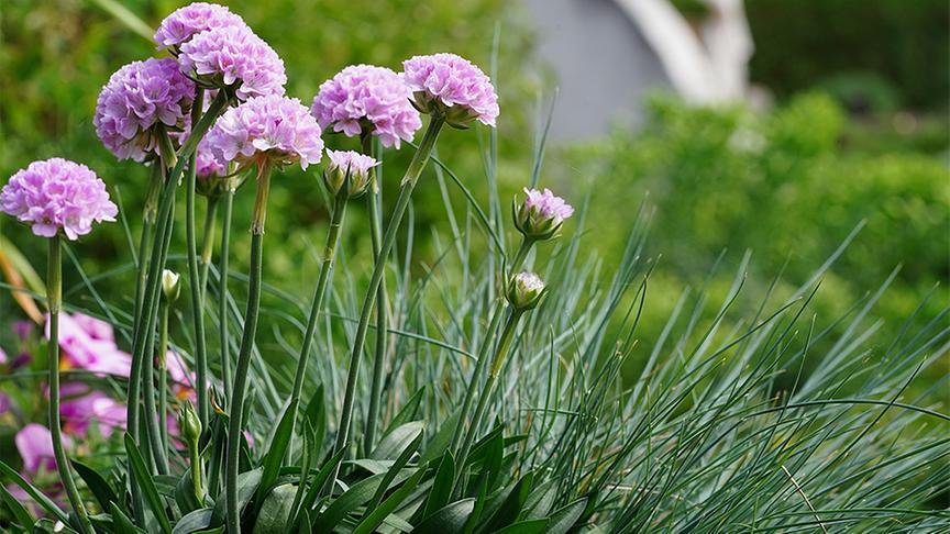 Im Garten von Gerda Schättle