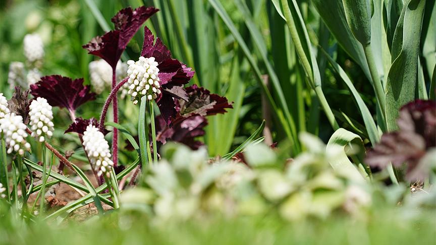 Im Garten von Gerda Schättle