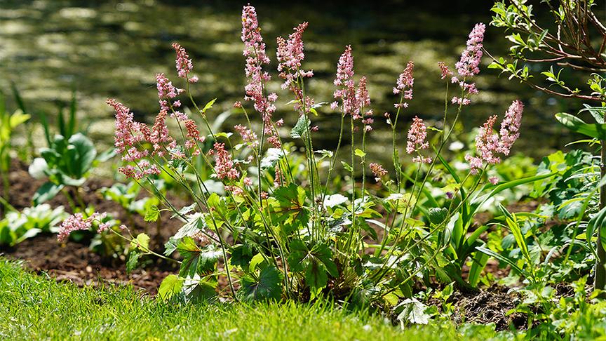 Im Garten von Gerda Schättle