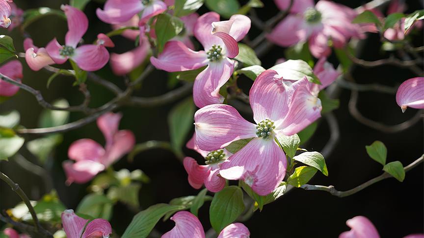 Im Garten von Gerda Schättle