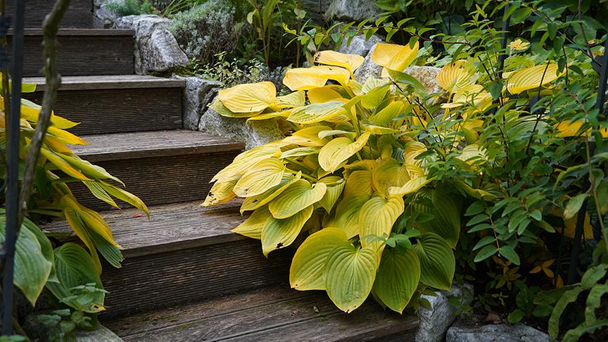 © Foto: Natur im Garten/ Leopold Mayrhofer Im Gartenparadies von Gabriela und Helmut Hirschmüller