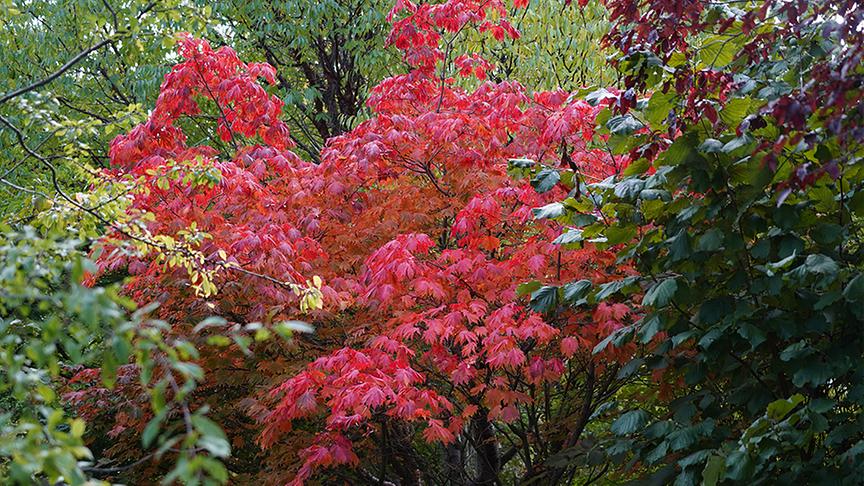 © Foto: Natur im Garten/ Leopold Mayrhofer Im asiatischen Gartenparadies von Bernd Hochwarter
