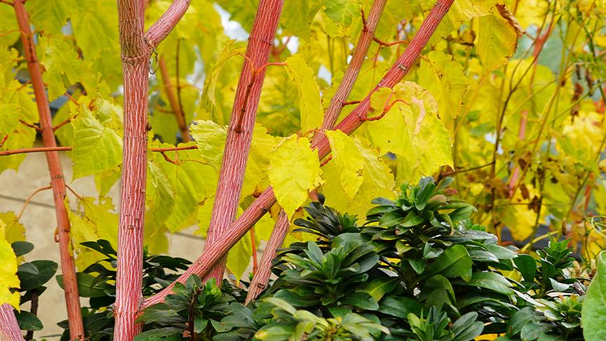© Foto: Natur im Garten/ Leopold Mayrhofer Im asiatischen Gartenparadies von Bernd Hochwarter