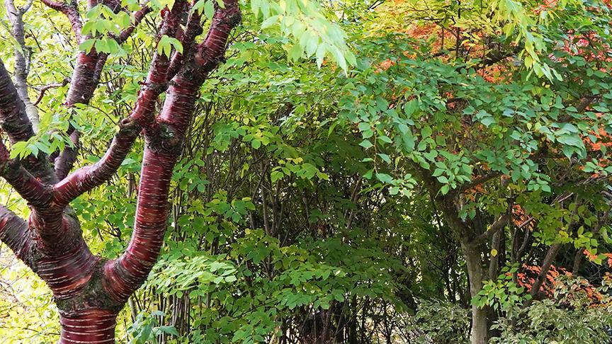 © Foto: Natur im Garten/ Leopold Mayrhofer Im asiatischen Gartenparadies von Bernd Hochwarter
