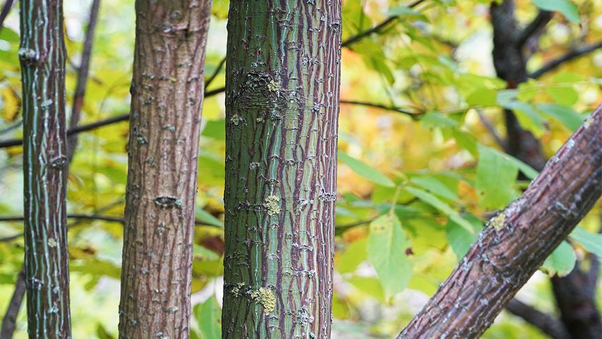 © Foto: Natur im Garten/ Leopold Mayrhofer Im asiatischen Gartenparadies von Bernd Hochwarter