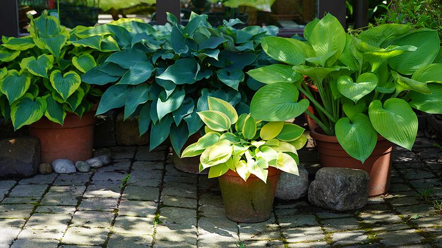 Zu Besuch im Garten von Michaela und Andreas Hofer 