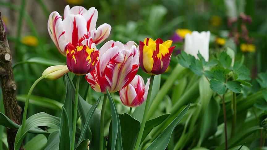 Der naturnahe Selbstversorgergarten von Familie Hopferwieser