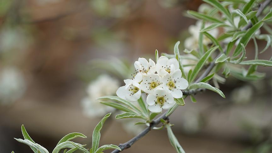 Der naturnahe Selbstversorgergarten von Familie Hopferwieser