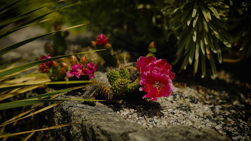 © Leopold Mayrhofer/Natur im Garten Der Garten von Joachim Kugler