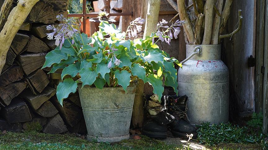 © Natur im Garten/ Leopold Mayrhofer Zu Besuch im Garten von Josef "Igo" Leitner.