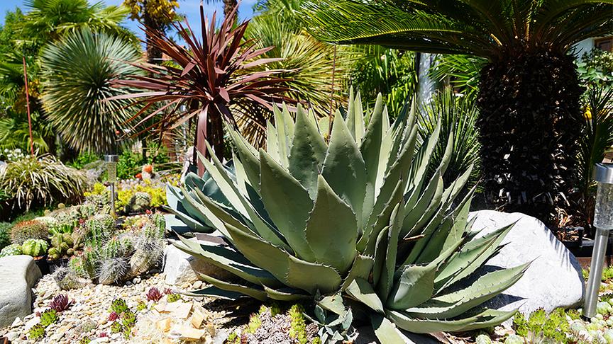 © Natur im Garten/ Leopold Mayrhofer Zu Besuch im palmenbewachsenen Garten von Klaus Gowald.
