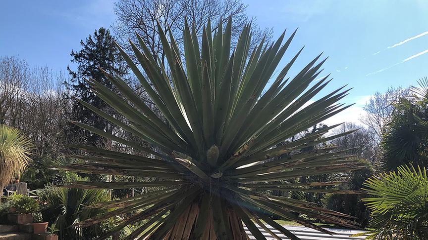 Zu Besuch im Garten von Robert Lackner