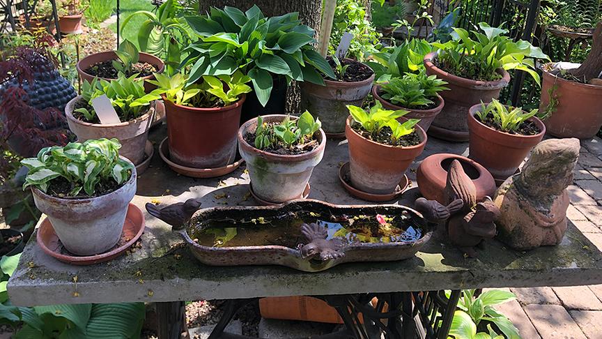 © Natur im Garten/ Leopold Mayrhofer Im Garten von Familien Buchner in Loosdorf
