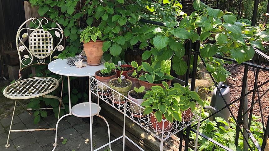 © Natur im Garten/ Leopold Mayrhofer Im Garten von Familien Buchner in Loosdorf