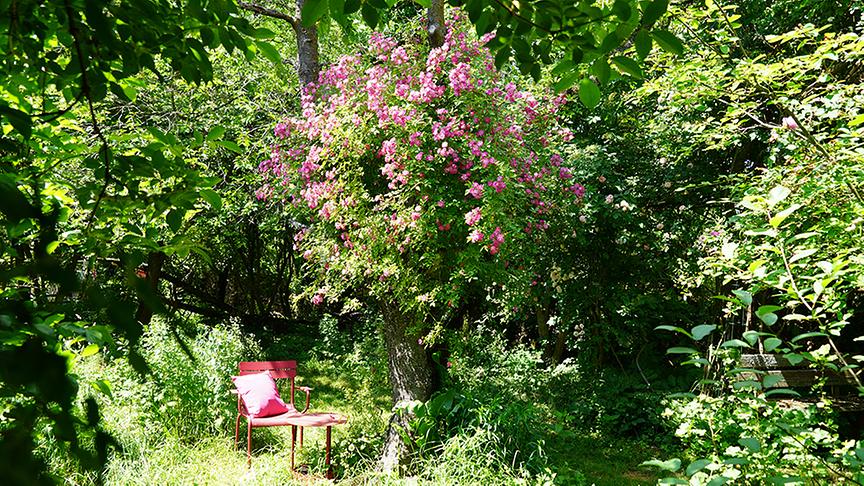 © Natur im Garten/ Leopold Mayrhofer Im Garten von Margit Baar