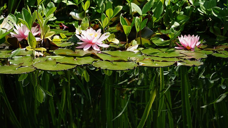 © Natur im Garten/ Leopold Mayrhofer Im Garten von Margit Baar