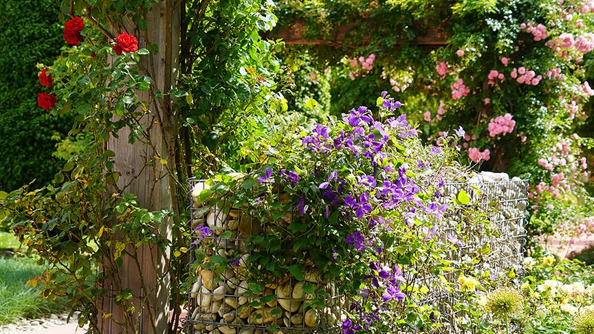 © Natur im Garten/ Leopold Mayrhofer Im Garten von Margit Baar