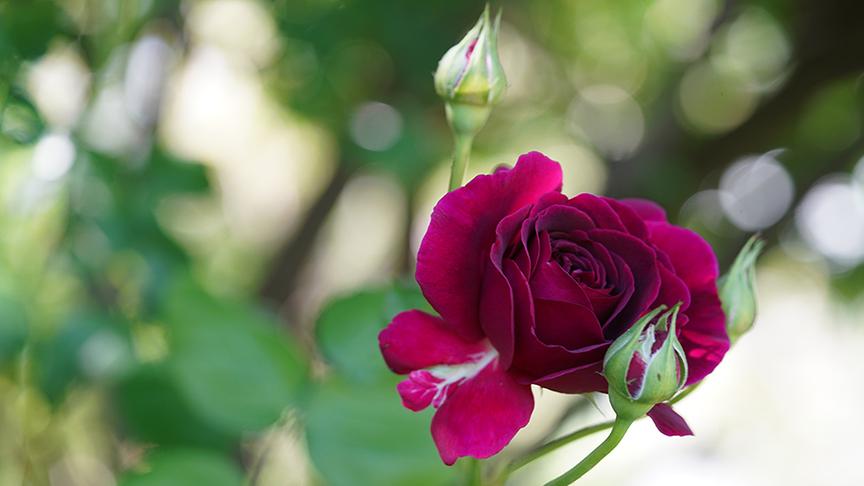 © Natur im Garten/ Leopold Mayrhofer Im Garten von Margit Baar