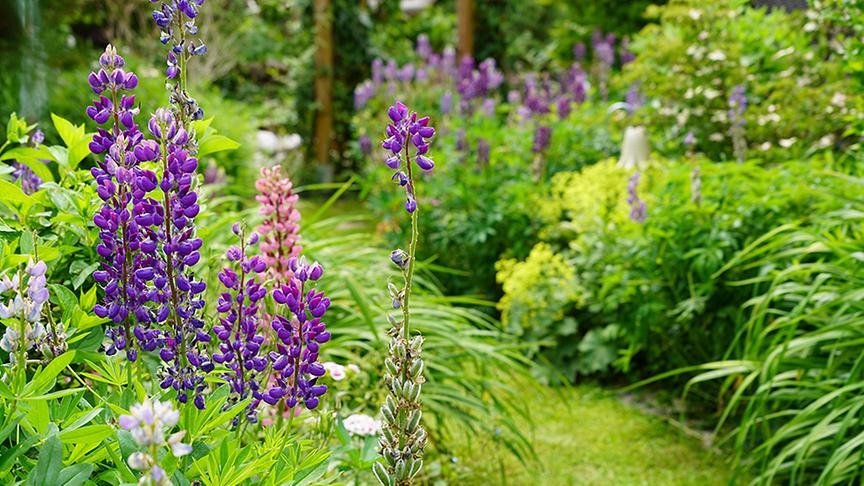Zu Besuch im Garten von Petra und Dominik Steinbichler