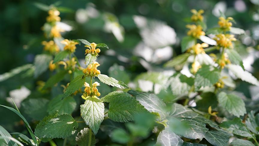 © Foto: Natur im Garten/ Leopold Mayrhofer Im Garten von Paula Polak
