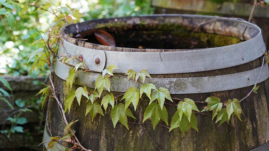 © Foto: Natur im Garten/ Leopold Mayrhofer Im Garten von Paula Polak