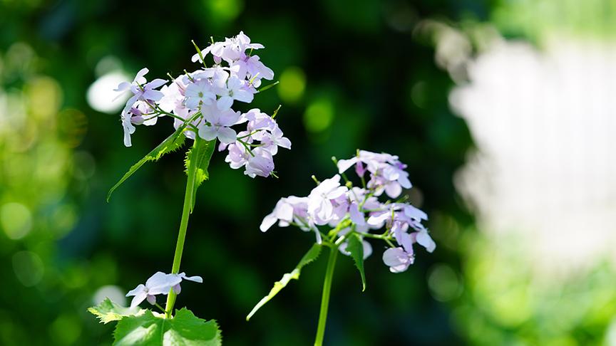 © Foto: Natur im Garten/ Leopold Mayrhofer Im Garten von Paula Polak