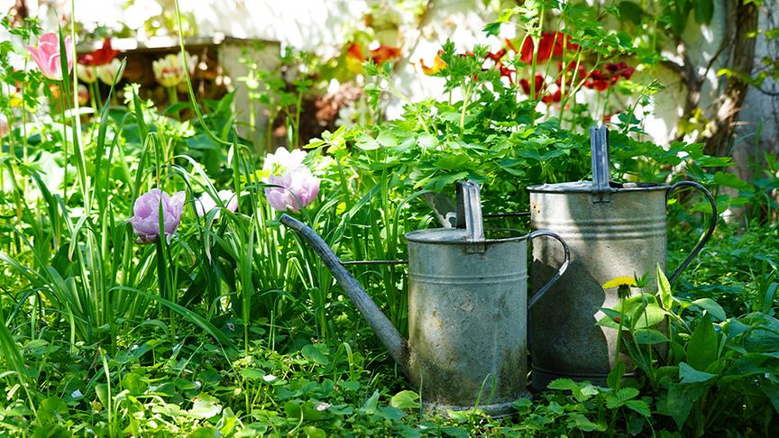 © Foto: Natur im Garten/ Leopold Mayrhofer Im Garten von Paula Polak