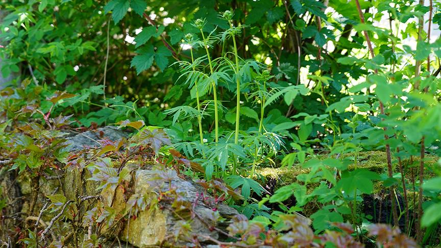 © Foto: Natur im Garten/ Leopold Mayrhofer Im Garten von Paula Polak