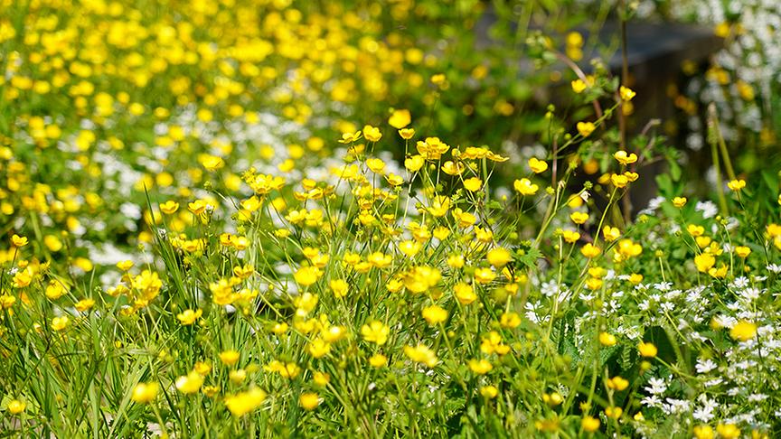 © Foto: Natur im Garten/ Leopold Mayrhofer Im Garten von Paula Polak