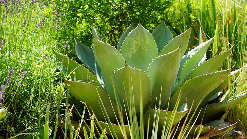 © Foto: Natur im Garten/ Leopold Mayrhofer "Lotto 6 aus 45"-Moderator und Gartenjournalist Ralph Huber-Blechinger zeigt seinen Garten.