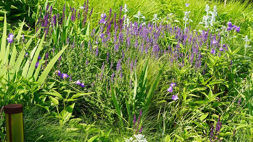 © Foto: Natur im Garten/ Leopold Mayrhofer "Lotto 6 aus 45"-Moderator und Gartenjournalist Ralph Huber-Blechinger zeigt seinen Garten.