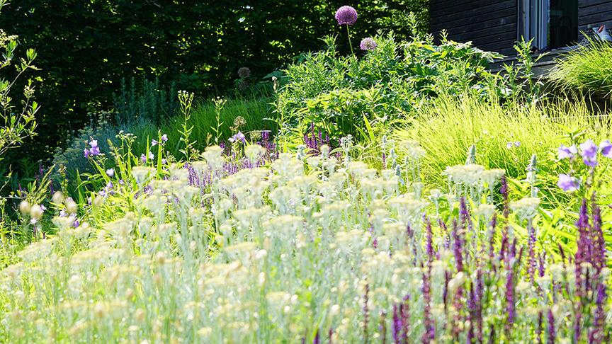 © Foto: Natur im Garten/ Leopold Mayrhofer "Lotto 6 aus 45"-Moderator und Gartenjournalist Ralph Huber-Blechinger zeigt seinen Garten.