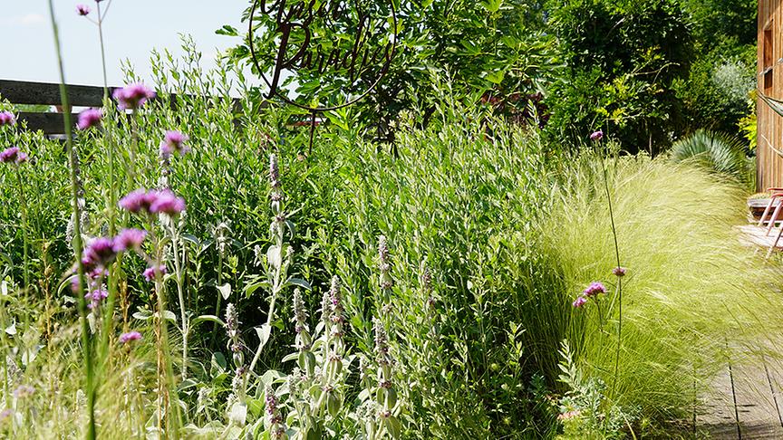 © Foto: Natur im Garten/ Leopold Mayrhofer "Lotto 6 aus 45"-Moderator und Gartenjournalist Ralph Huber-Blechinger zeigt seinen Garten.