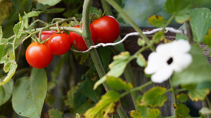 © Foto: Leopold Mayrhofer Im Garten von Renate Brunner