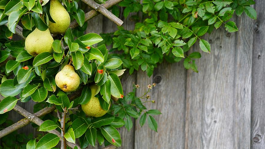 © Foto: Leopold Mayrhofer Im Garten von Renate Brunner