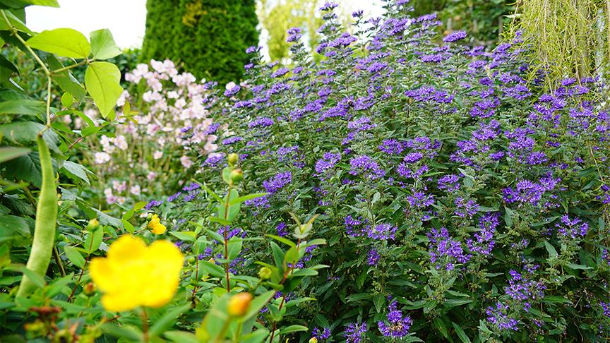 © Foto: Leopold Mayrhofer Im Garten von Renate Brunner