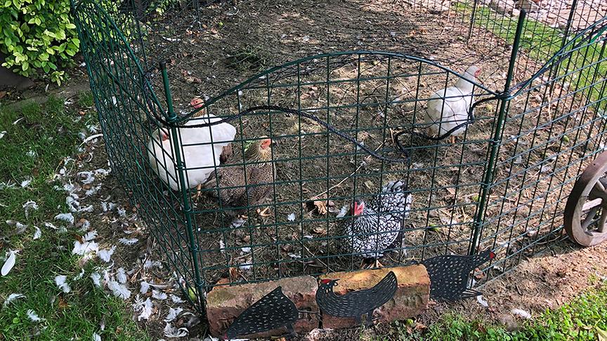 Im Garten von Renate Rossegger