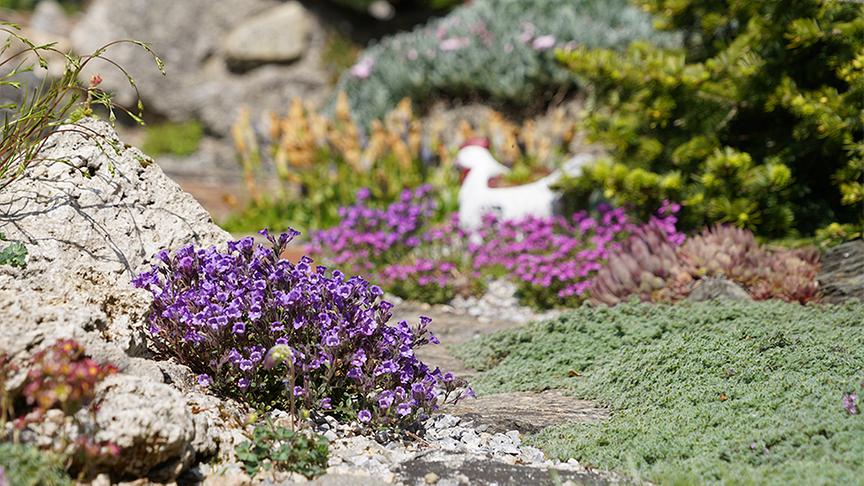 Im alpinen Garten von Christine und Josef Riedmann.
