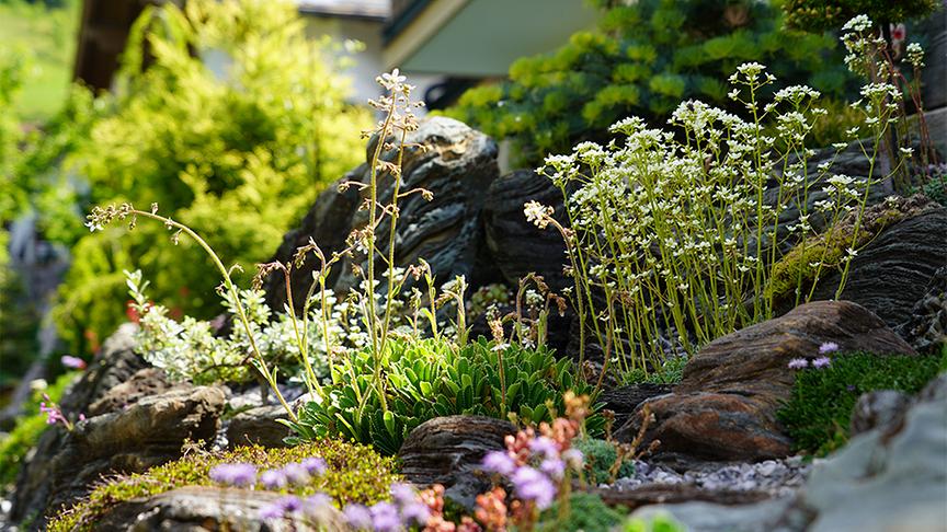 Im alpinen Garten von Christine und Josef Riedmann.