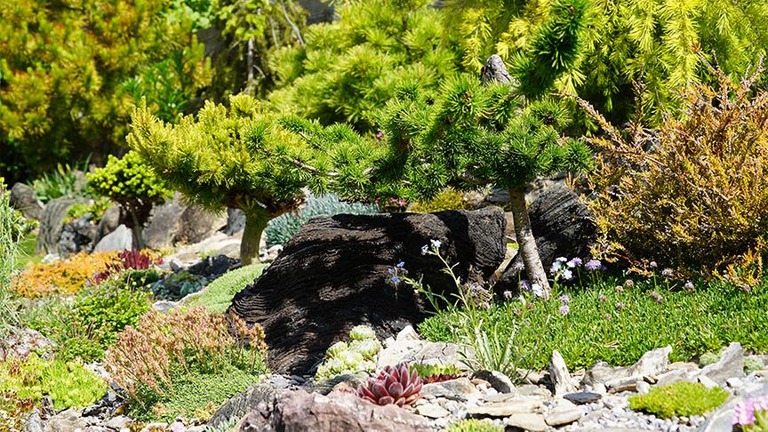 Im alpinen Garten von Christine und Josef Riedmann.