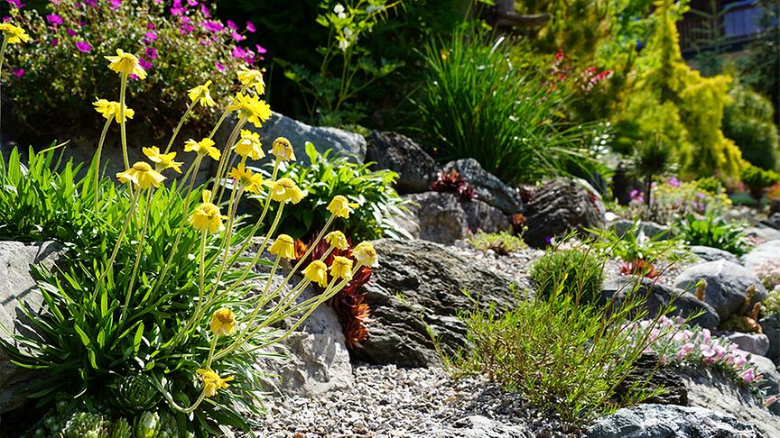 Im alpinen Garten von Christine und Josef Riedmann.