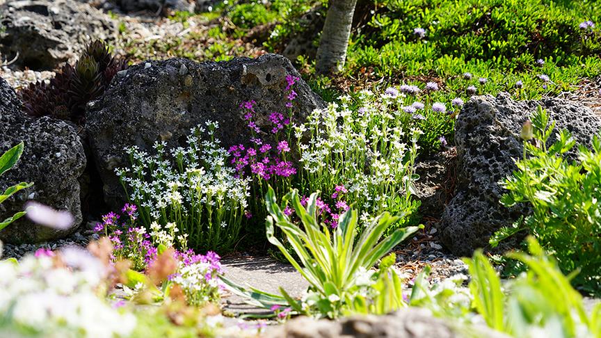 Im alpinen Garten von Christine und Josef Riedmann.