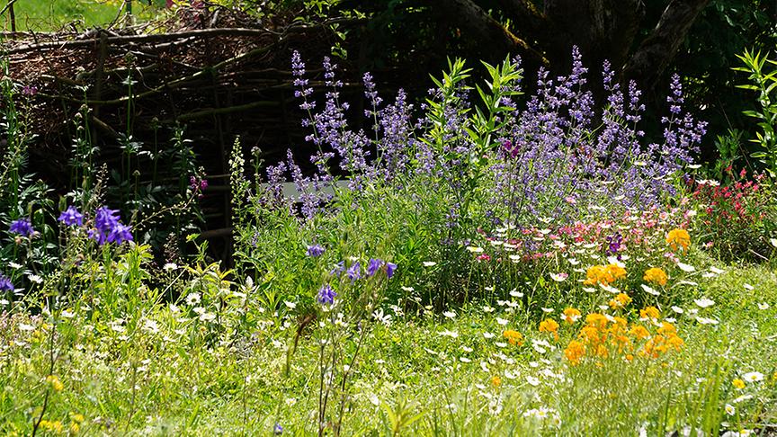 © Foto: Natur im Garten/ Leopold Mayrhofer Sabine Sladky-Meraner zeigt ihr ökologisches Paradies.