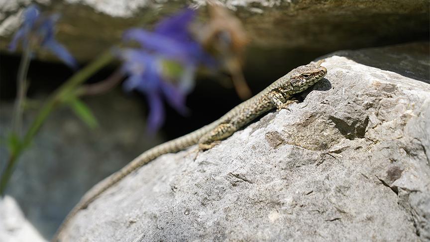 © Foto: Natur im Garten/ Leopold Mayrhofer Sabine Sladky-Meraner zeigt ihr ökologisches Paradies.