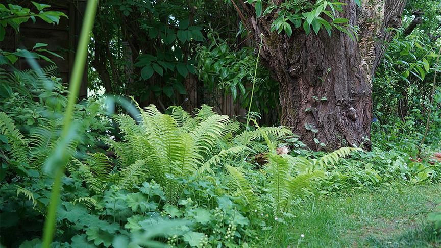 © Foto: Natur im Garten/ Leopold Mayrhofer Sabine Sladky-Meraner zeigt ihr ökologisches Paradies.